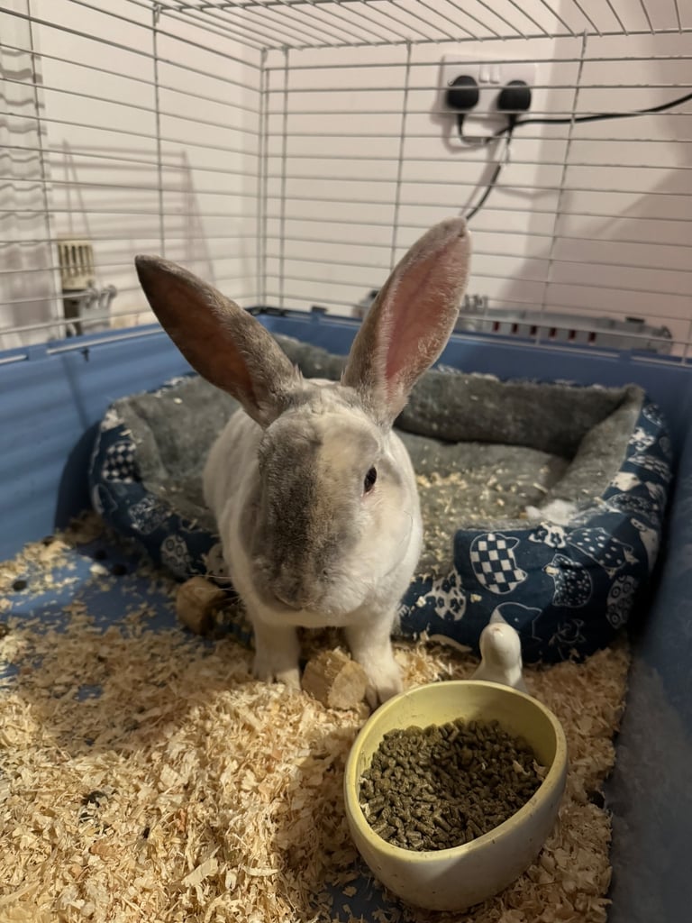 Rex male rabbit for sale