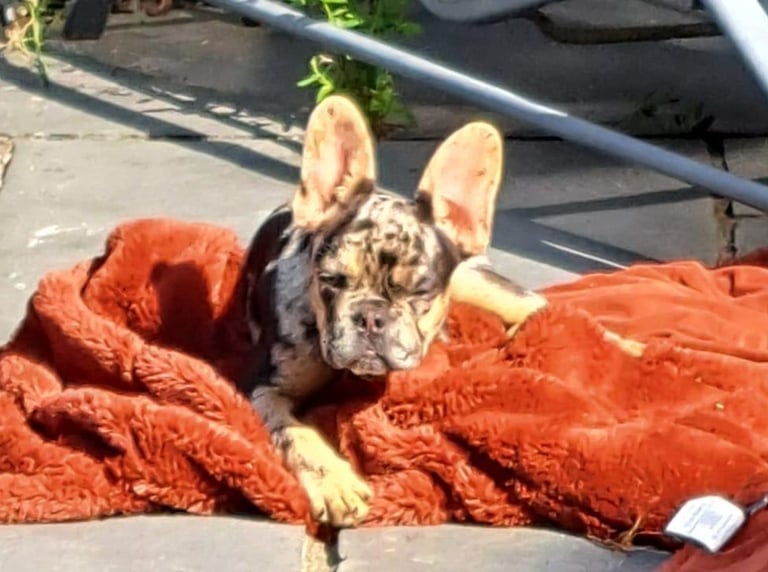 image for French bulldog 
