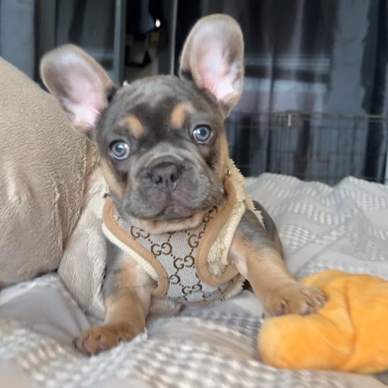 KC reg French bulldog puppy