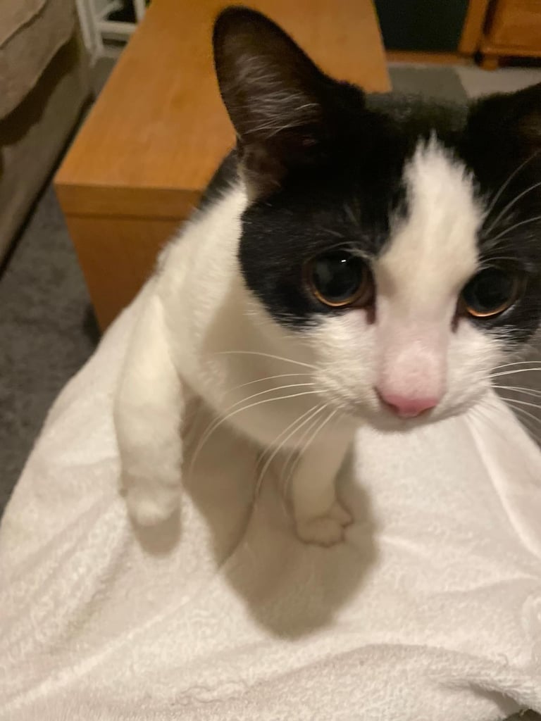 Orea needs a forever home 🏡 