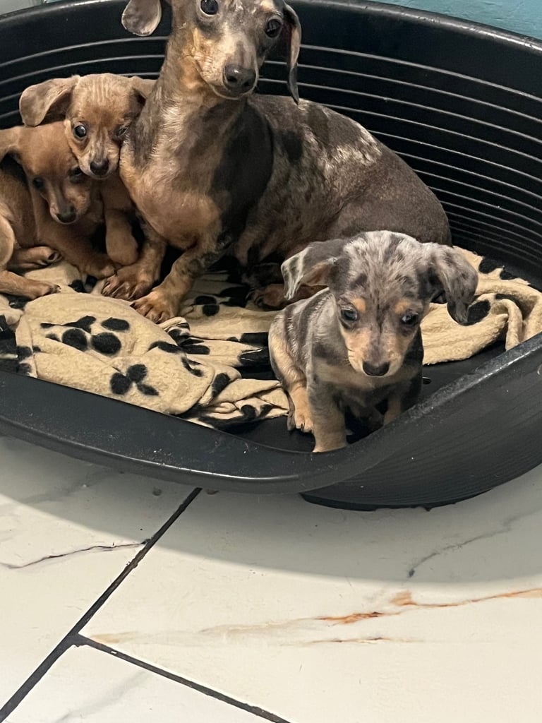 Miniature dachshund puppies ready