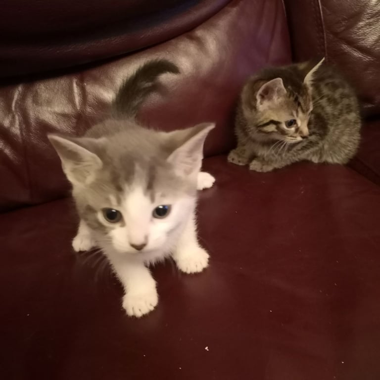 4 lovely kittens for sale 