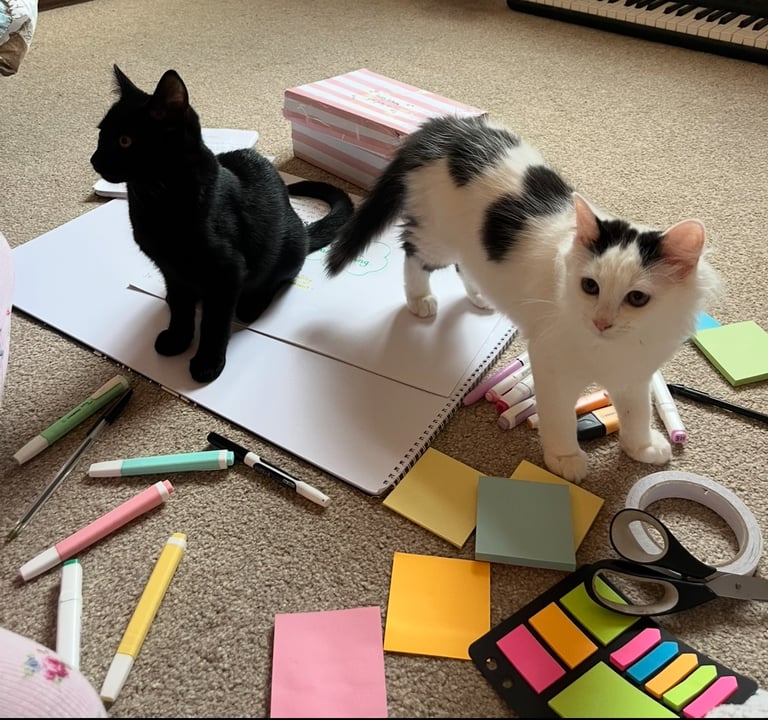 2 beautiful baby boy kittens 💕