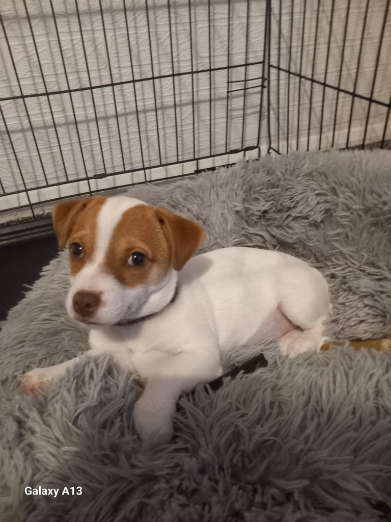 Jack russel cross