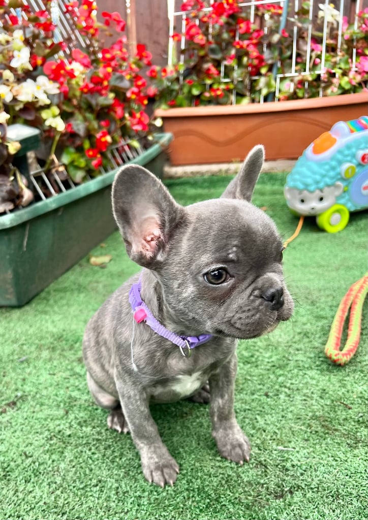 Adorable French Bulldog puppies Looking for Their New Homes! 