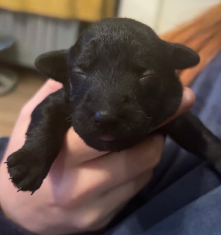 Beautiful Jackapoo Puppies 