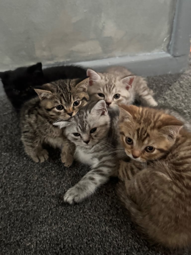 Fluffy British shorthair