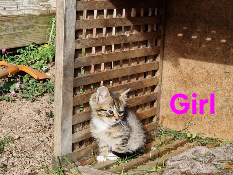 Adorable and Super Playful Kittens