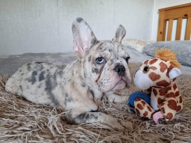 Merle French Bulldog Puppies For Sale 