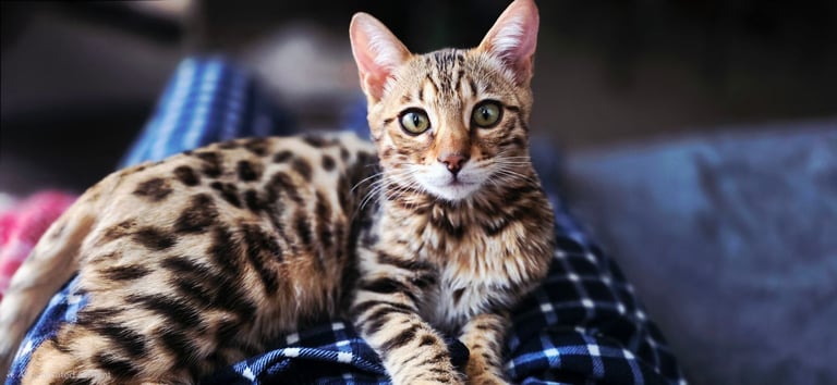 Bengal Female Kitten