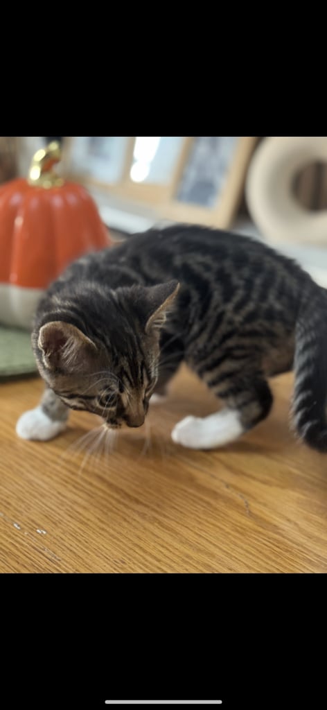Maine coon cross Bengal kittens ready now 