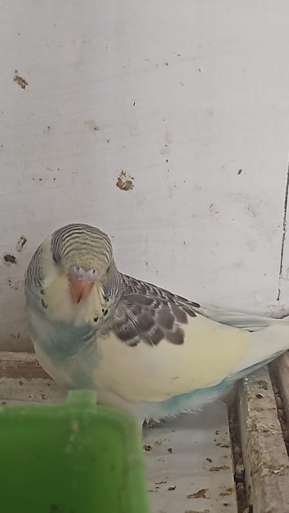 Baby budgies for sale 