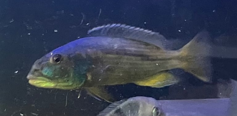 On peacocks and Electric blue Acara