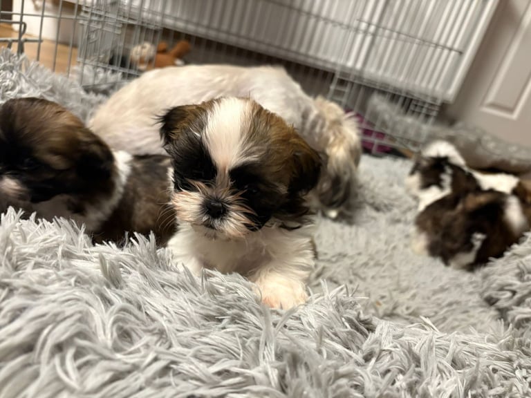 Beautiful puppy for sale
