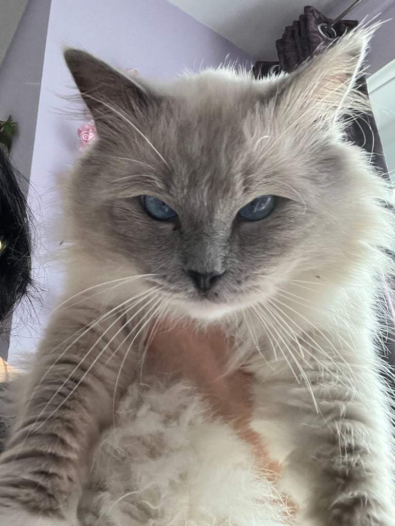 Super Rare green-eyed light mink ragdoll girl Ready now