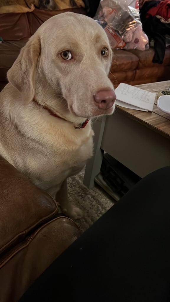 Kc dna clear silver Labrador pups 
