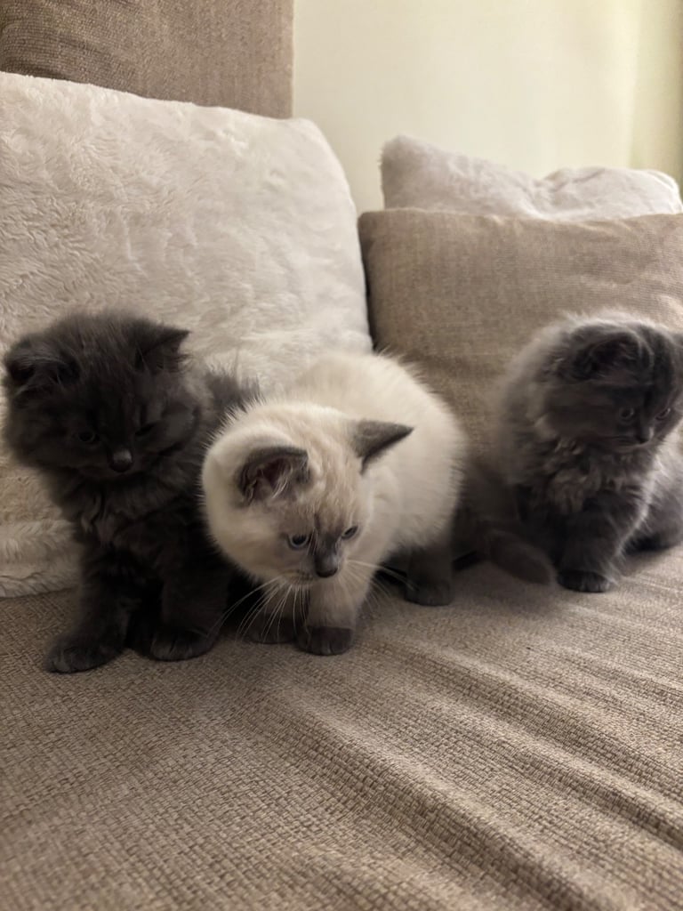 image for British shorthair X Ragdoll for sale
