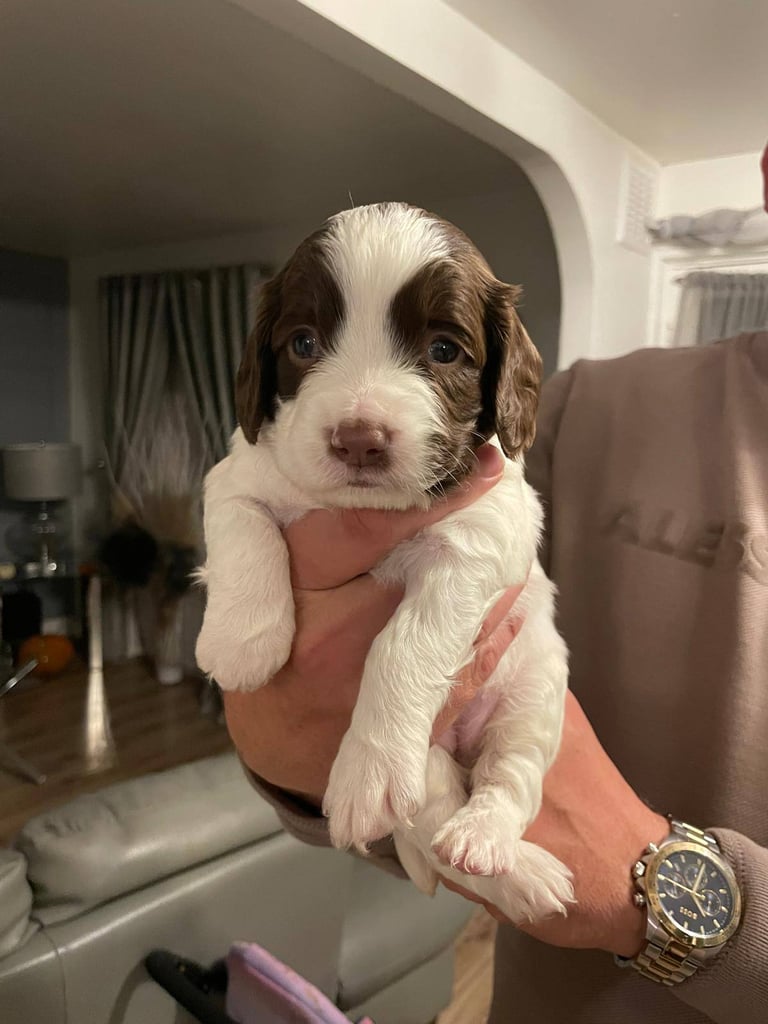 English springer spaniel