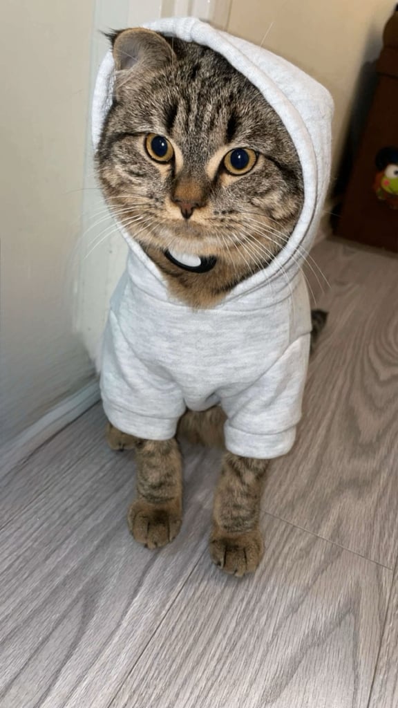 Boy neutered cat
