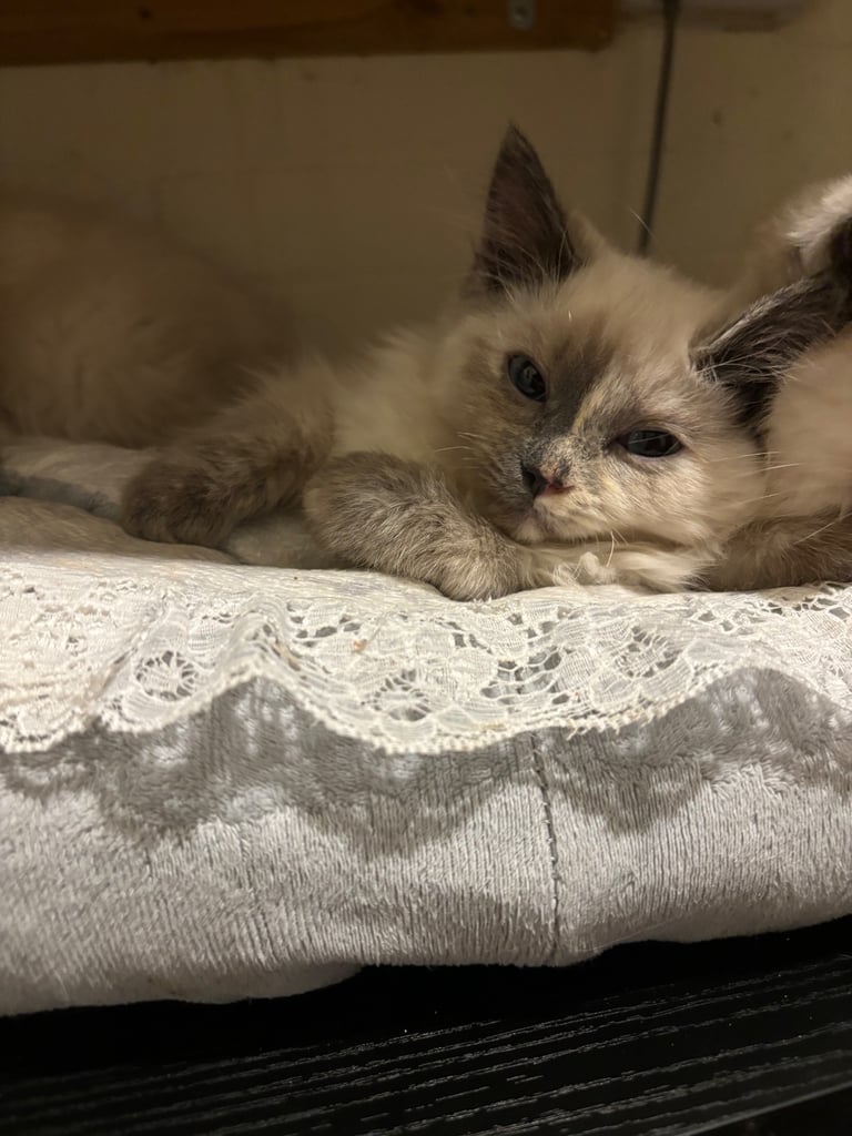 Stunning ragamese kittens ready now