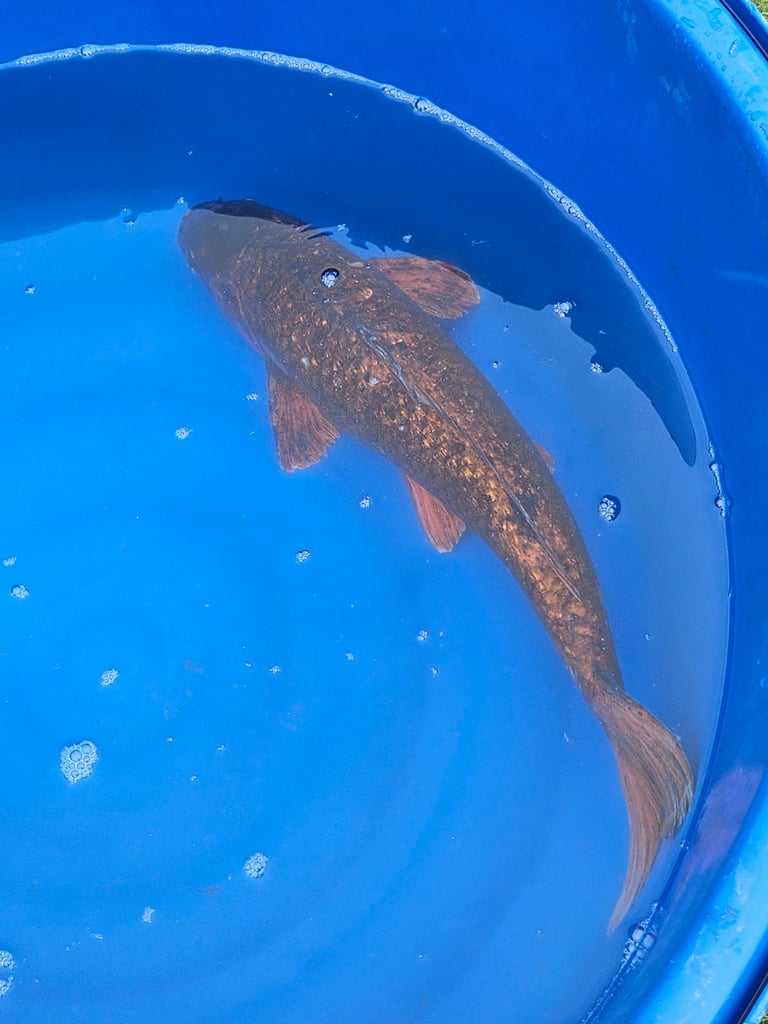 Large Japanese koi fish for sale 