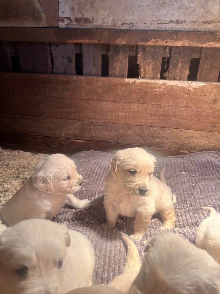 Golden retriever pups 