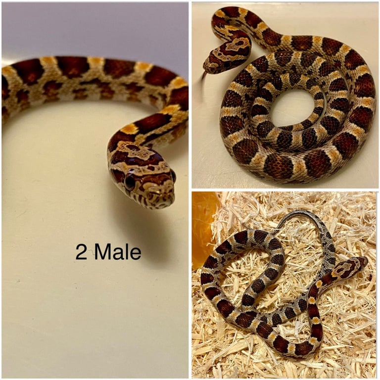 Hatchling corn snakes