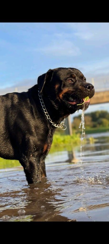 Rusty the Rottweiler 