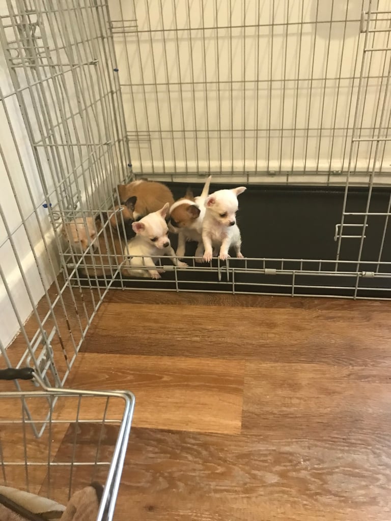 6 Jack Russel x Chihuahua puppies 