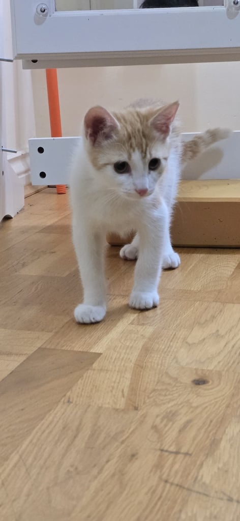 Kitten for sale