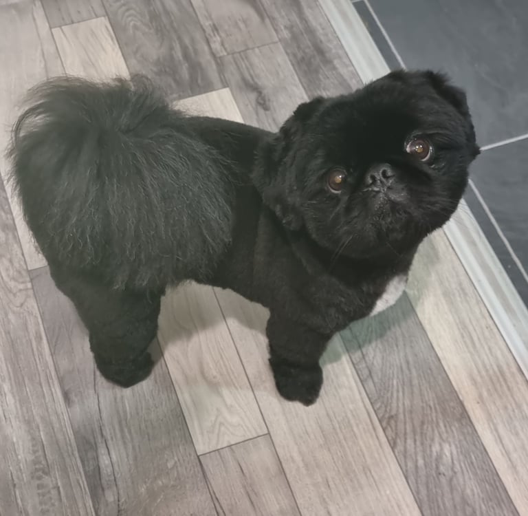 Pekingnese Dog 
