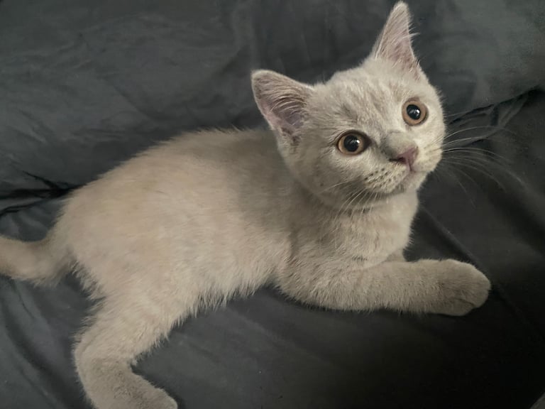 ✨Adorable British shorthair kittens ready to leave!✨