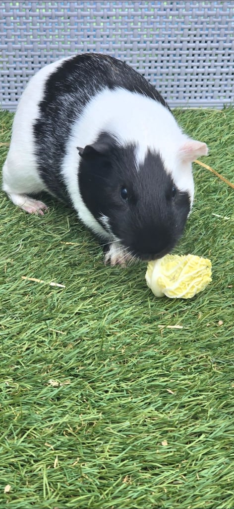 image for Guinea pigs