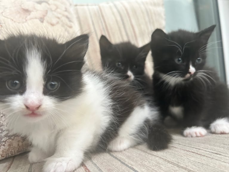 image for Kitten 