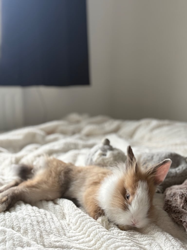 two friendly rabbits , pen,cage,accessories 