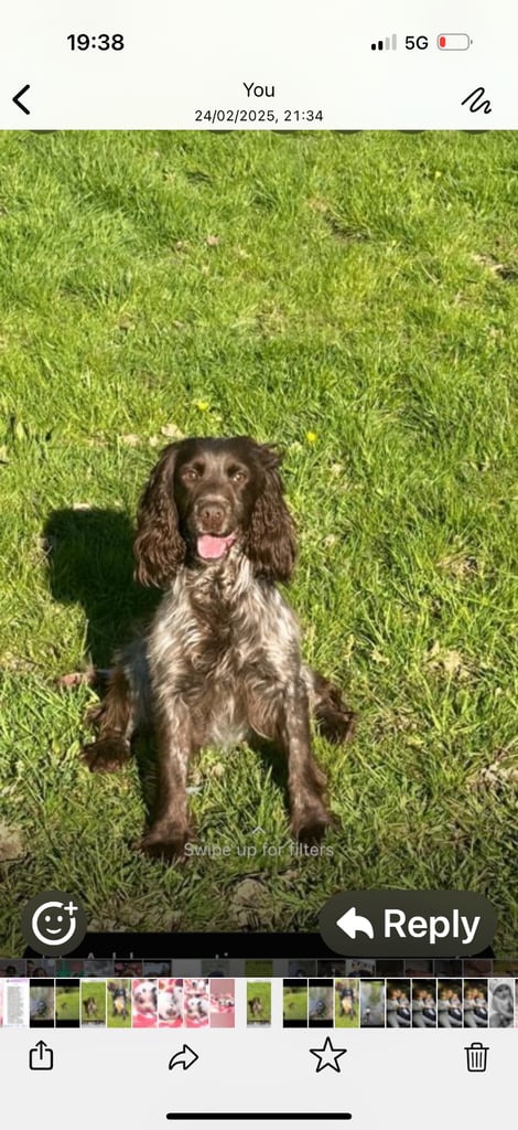 Cocker spaniel pups ready now 