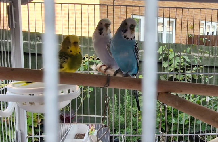 Cockatiel and budgies 