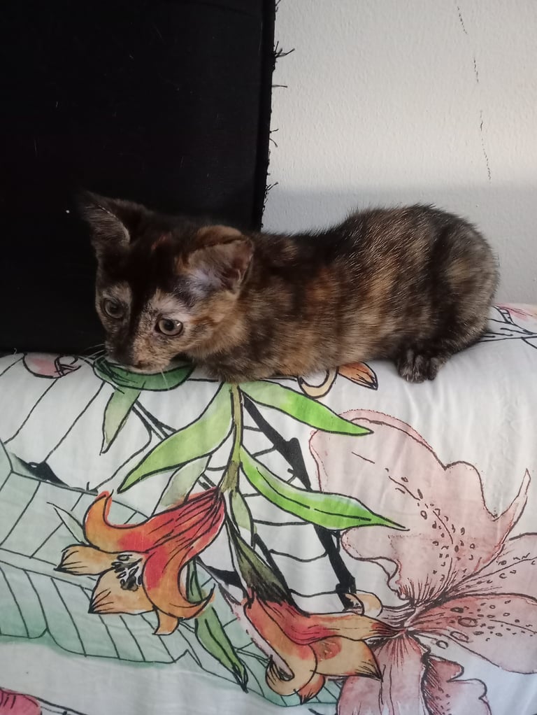 4 kittens 3 black 1 tortoise shell 