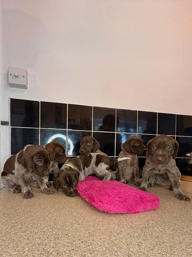 Amazing Pointer Puppies For Sale Excellent Pedigree