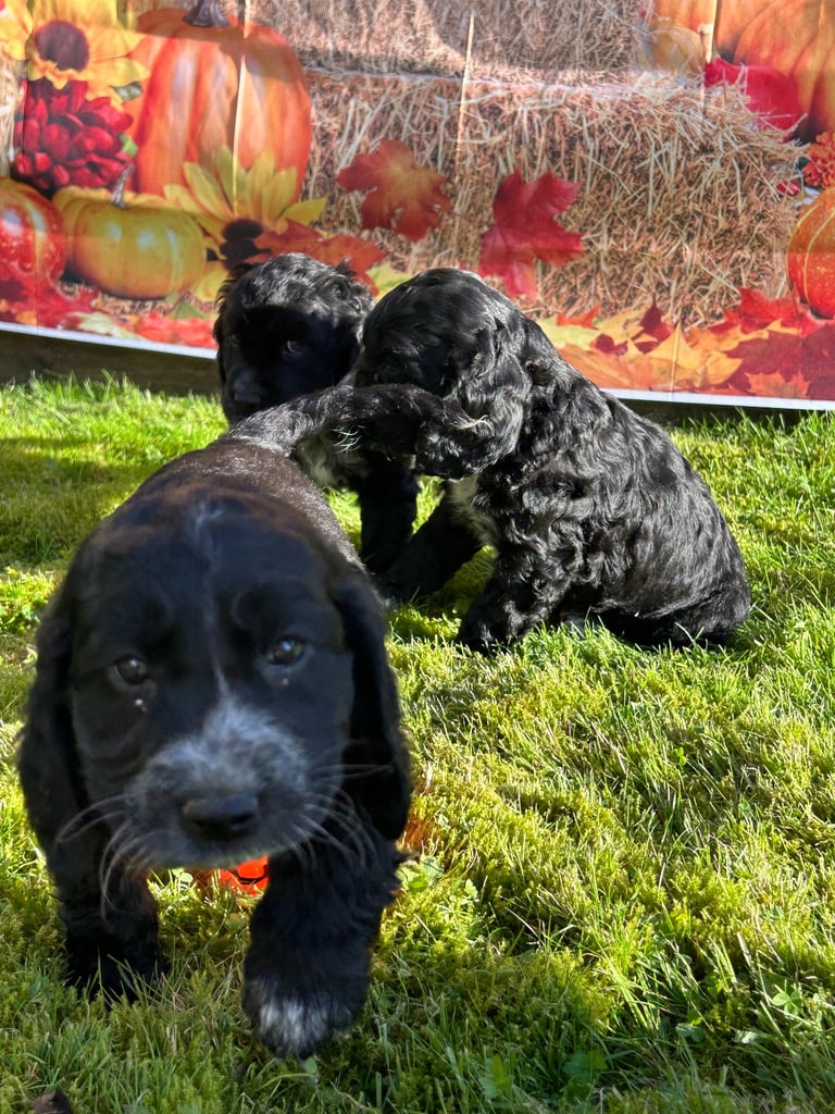 Cocker Spaniel cross pups