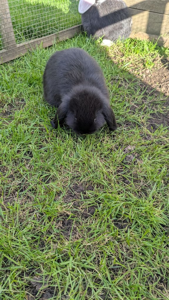 Mini lop babies ready now. 