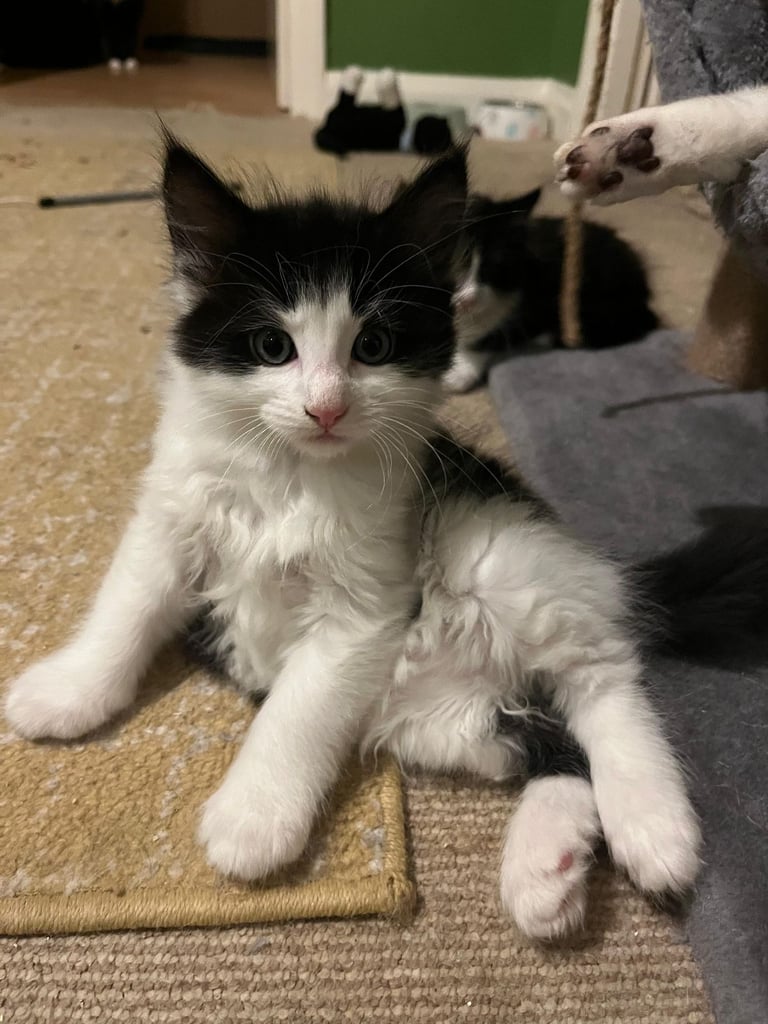 Two kittens for sale 