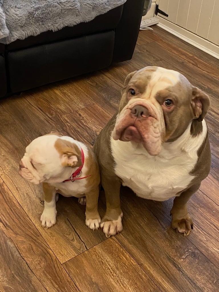 Old English bulldog puppy for sale. 