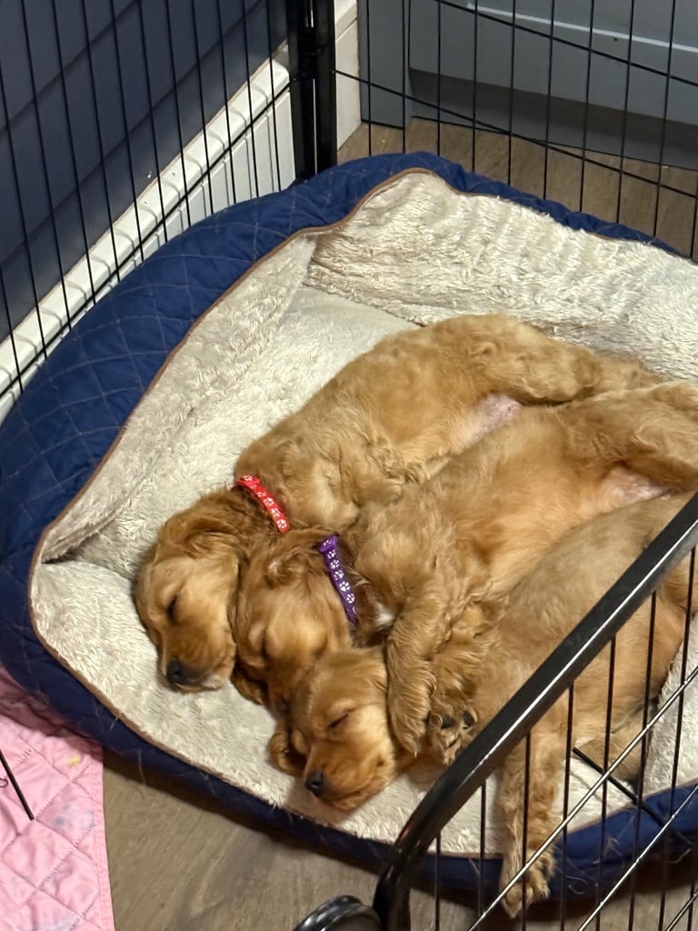 Ready to go! 1 beautiful show cocker spaniel for sale