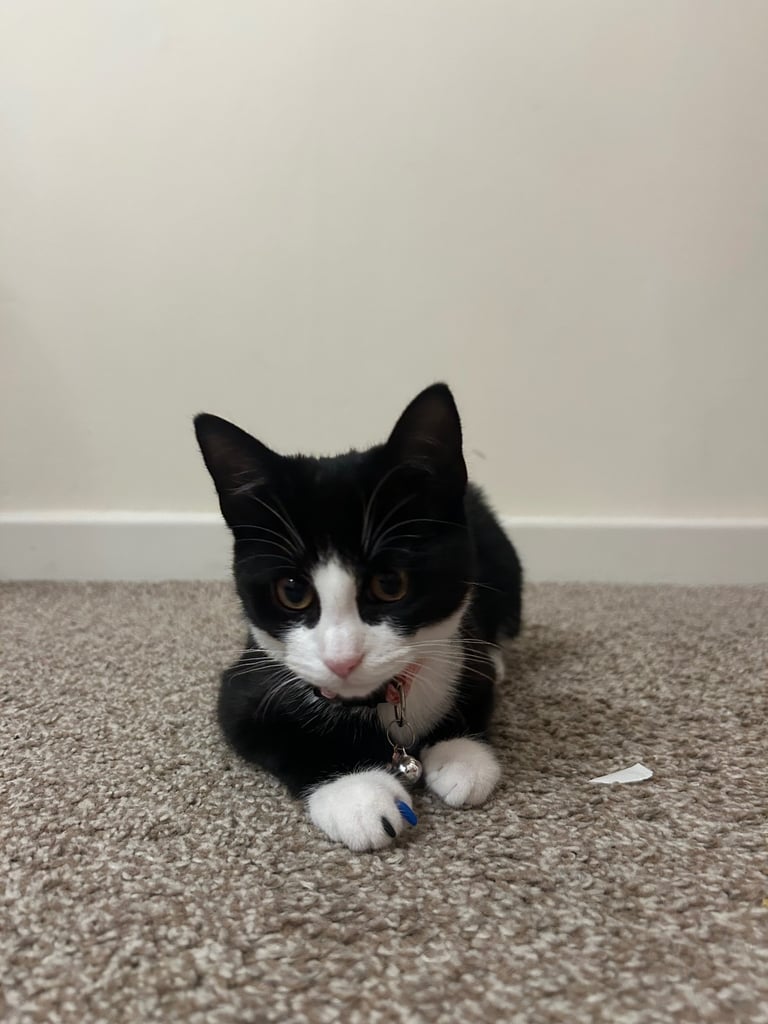 Cute kitten for sale