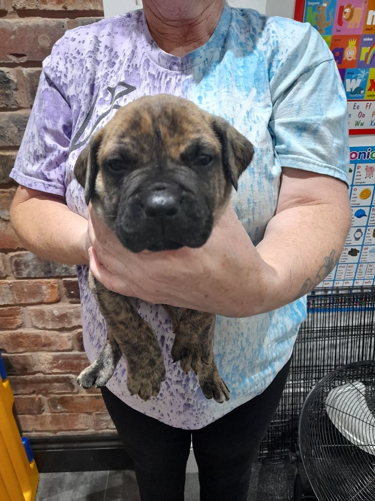 Presa canario puppies
