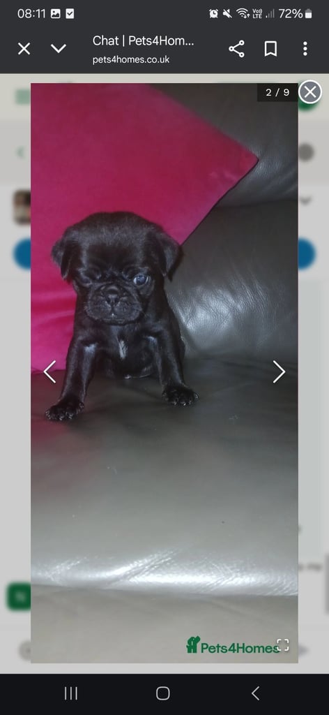 Pug puppies 