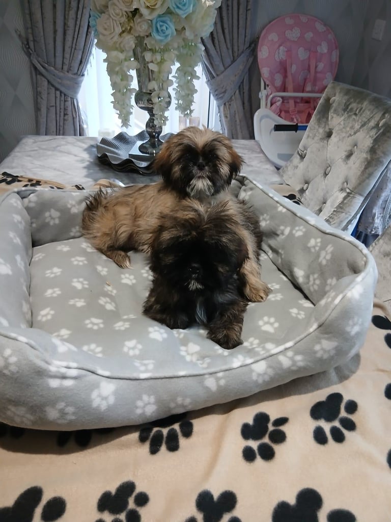 miniture shihtzu puppy