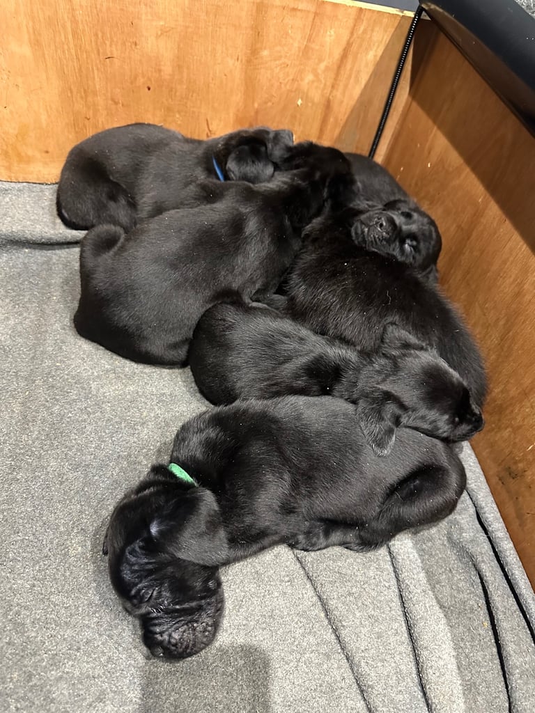 Cane corso puppies