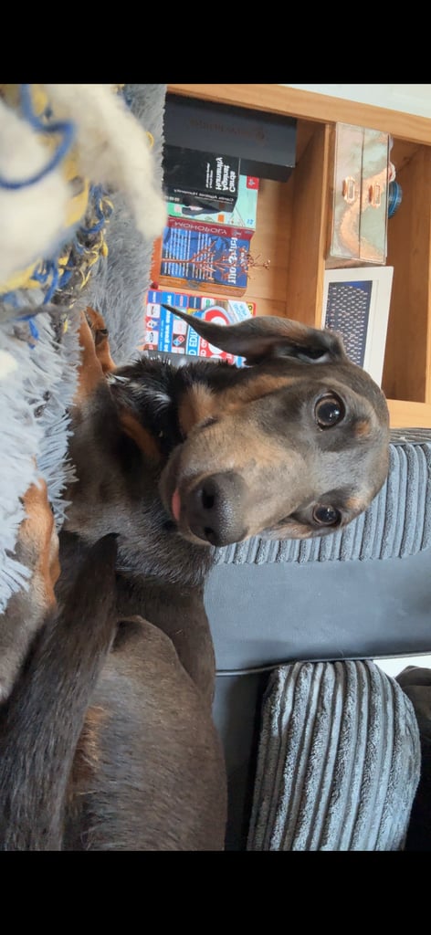 Entire Miniature Dachshund 